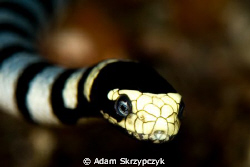 welcoming committee - sea snake taken on my very first di... by Adam Skrzypczyk 